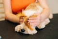 Close-up hands of unrecognizable affectionate young woman covering eyes of adorable curly Labradoodle dog at home.