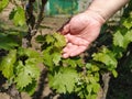 Close up of the hands of a vintner or grape farmer inspecting the grape harvest. Men`s hands and vine
