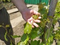 Close up of the hands of a vintner or grape farmer inspecting the grape harvest. Men`s hands and vine. Young shoots of grapes