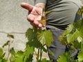 Close up of the hands of a vintner or grape farmer inspecting the grape harvest. Men`s hands and vine. Young shoots of grapes wit