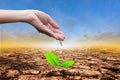 Close up hands watering a tree on cracked earth. Protect nature and environment