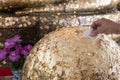 Close up Hands were gilded,Cover statue of Buddha with gold leaf Royalty Free Stock Photo