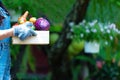 Close up hands women farmer holding a basket of vegetables organic in the vineyard outdoors