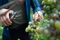 Hands of workers cutting white grapes from vines while harvesting wine in an Italian vineyard.