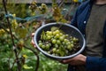 Hands of workers cutting white grapes from vines while harvesting wine in an Italian vineyard.