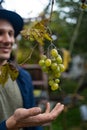 Hands of workers cutting white grapes from vines while harvesting wine in an Italian vineyard.