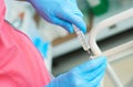 Close-up hands of young woman doctor anesthesiologist dressed in pink gown, blue gloves prepares solution for anesthesia Royalty Free Stock Photo