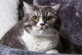 Close up handsome gray tabby british shorthair cat
