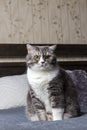 Handsome gray tabby british shorthair cat.