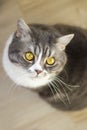 Close up handsome grey tabby british shorthair cat Royalty Free Stock Photo