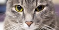 Close up handsome grey tabby british shorthair cat is looking at lens with yellow mesmerizing steely eyes