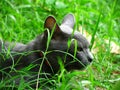 Close up of the Handsome Thai Gray Black Cat in the local village.