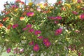 Close up of a hanging basket of Wingpod Purslane, Portuluca umbraticola, flowers in pink, orange and yellow