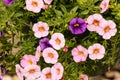 Close up of hanging basket of multi colored Calibrachoa Royalty Free Stock Photo