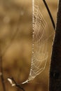 A close up of hanging cobweb with shining water drops. A semicircle spider web in sparkling dew drops Royalty Free Stock Photo