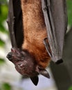 Hanging Fruit Bat