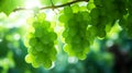 Close up of hanging green grapes on vineyard branch, macro view of lush grapevine background Royalty Free Stock Photo