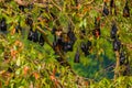 close-up hanging Mariana fruit bat (Pteropus mariannus