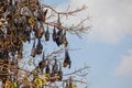 close-up hanging Mariana fruit bat (Pteropus mariannus