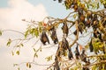 close-up hanging Mariana fruit bat (Pteropus mariannus