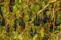 close-up hanging Mariana fruit bat (Pteropus mariannus Royalty Free Stock Photo