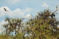 close-up hanging Mariana fruit bat (Pteropus mariannus Royalty Free Stock Photo