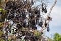 close-up hanging Mariana fruit bat (Pteropus mariannus Royalty Free Stock Photo