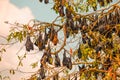 close-up hanging Mariana fruit bat (Pteropus mariannus Royalty Free Stock Photo