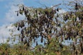 close-up hanging Mariana fruit bat (Pteropus mariannus Royalty Free Stock Photo