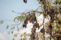 close-up hanging Mariana fruit bat (Pteropus mariannus Royalty Free Stock Photo