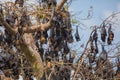 close-up hanging Mariana fruit bat (Pteropus mariannus Royalty Free Stock Photo