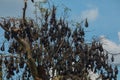 close-up hanging Mariana fruit bat (Pteropus mariannus