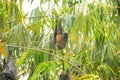 close-up hanging Mariana fruit bat (Pteropus mariannus Royalty Free Stock Photo