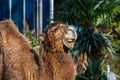 Close Up of a Happy Brown Camel