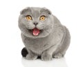 Close-up of happy cat on a white background Royalty Free Stock Photo