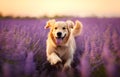 Close up of a happy dog running in lavender field
