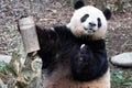 Close up Happy Female Panda, Mei Lan aka Rou Rou, Chengdu, China Royalty Free Stock Photo