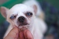 Happy old white chihuahua dog face with feel sleepy while asian hand stroking massage under chin , pet background