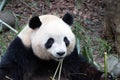 Close up Happy Panda. Mei Lan aka Rou Rou Eating Bamboo Royalty Free Stock Photo
