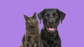 Close-up of a Happy panting black Labrador dog and blue maine coon cat looking at the camera, isolated on purple Royalty Free Stock Photo