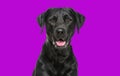 Close-up of a Happy panting black Labrador dog looking at the camera, isolated on violet