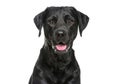 Close-up of a Happy panting black Labrador dog looking at the camera, isolated on white Royalty Free Stock Photo