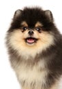 Close-up of a happy Pomeranian puppy