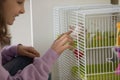 Happy young teen girl playing with domesticated rat. Royalty Free Stock Photo