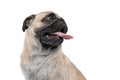 Close up of happy pug sticking out tongue and panting