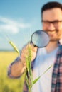 Close-up of a happy young agronomist or farmer inspecting wheat plant stems with a magnifying glass