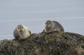 Close up harbor seals Phoca vitulina, male and female sitting Royalty Free Stock Photo