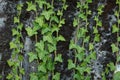 Close-up of hardy green shoots of wild English Ivy Hedera helix evergreen plant climbing textured concrete wall