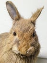 Close up of a Hare/Rabbit