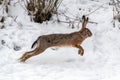 Hare running in the winter field Royalty Free Stock Photo